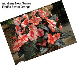 Impatiens New Guinea Florific Sweet Orange