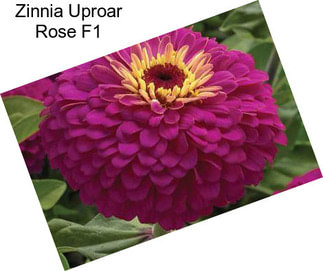 Zinnia Uproar Rose F1