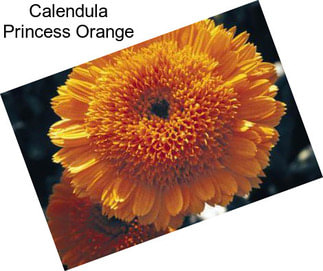 Calendula Princess Orange
