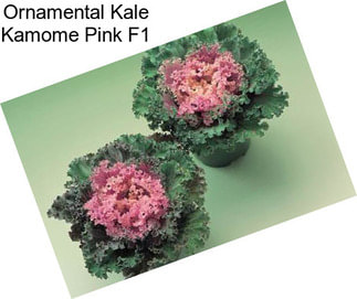 Ornamental Kale Kamome Pink F1