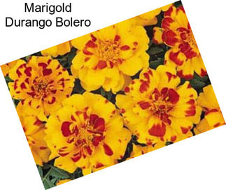 Marigold Durango Bolero