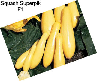 Squash Superpik F1