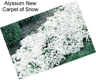 Alyssum New Carpet of Snow