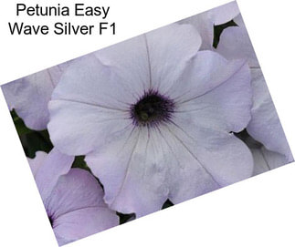 Petunia Easy Wave Silver F1