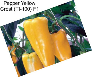 Pepper Yellow Crest (TI-100) F1