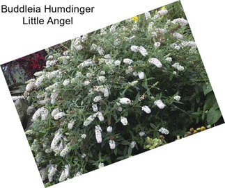 Buddleia Humdinger Little Angel