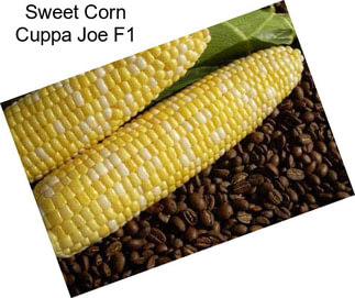 Sweet Corn Cuppa Joe F1