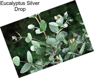 Eucalyptus Silver Drop