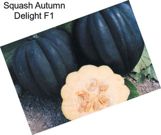 Squash Autumn Delight F1