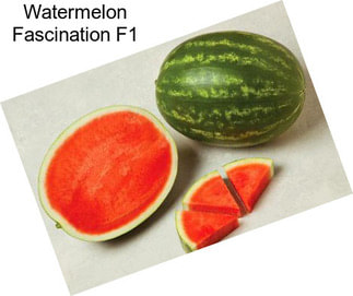 Watermelon Fascination F1