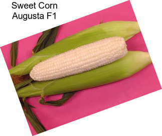 Sweet Corn Augusta F1