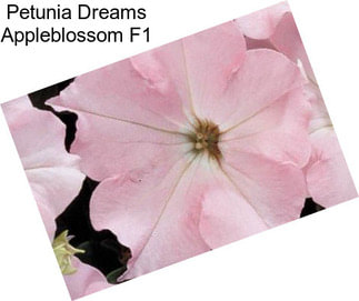 Petunia Dreams Appleblossom F1