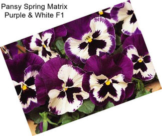 Pansy Spring Matrix Purple & White F1