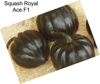 Squash Royal Ace F1