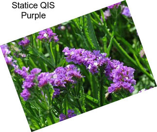 Statice QIS Purple