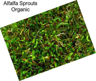 Alfalfa Sprouts Organic