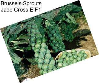 Brussels Sprouts Jade Cross E F1