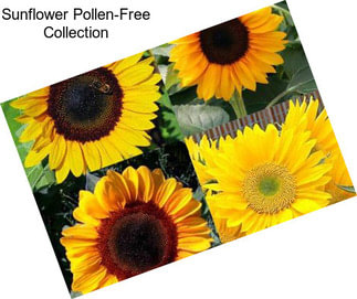 Sunflower Pollen-Free Collection