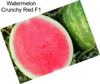 Watermelon Crunchy Red F1
