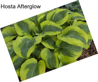 Hosta Afterglow