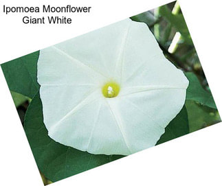 Ipomoea Moonflower Giant White