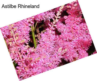 Astilbe Rhineland