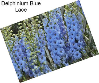 Delphinium Blue Lace