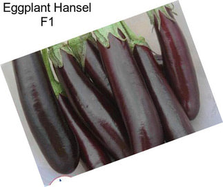 Eggplant Hansel F1