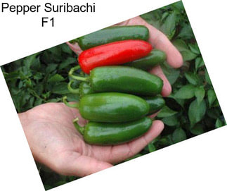 Pepper Suribachi F1