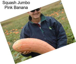 Squash Jumbo Pink Banana