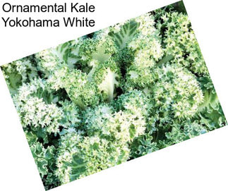 Ornamental Kale Yokohama White