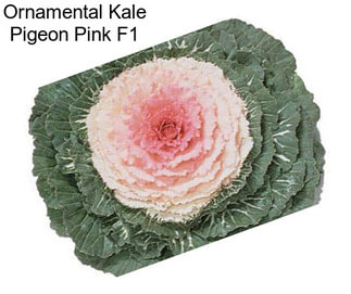 Ornamental Kale Pigeon Pink F1