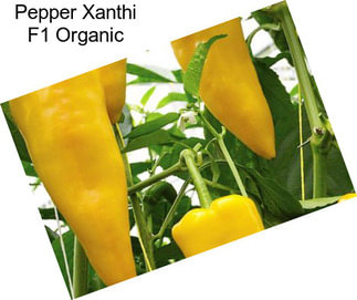 Pepper Xanthi F1 Organic