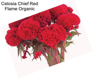 Celosia Chief Red Flame Organic