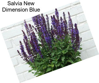 Salvia New Dimension Blue