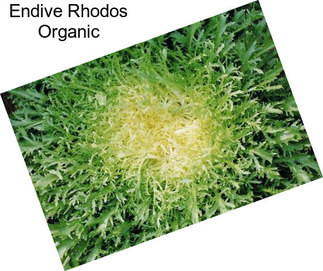 Endive Rhodos Organic