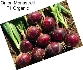 Onion Monastrell F1 Organic