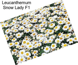 Leucanthemum Snow Lady F1