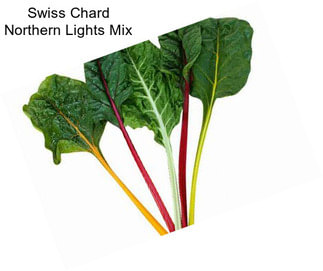 Swiss Chard Northern Lights Mix