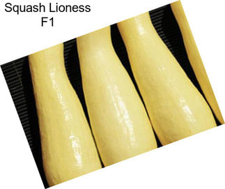 Squash Lioness F1