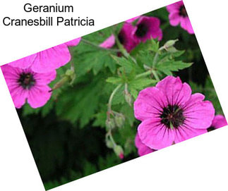 Geranium Cranesbill Patricia