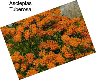 Asclepias Tuberosa