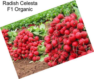 Radish Celesta F1 Organic