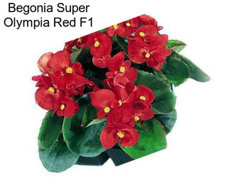 Begonia Super Olympia Red F1