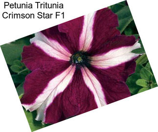 Petunia Tritunia Crimson Star F1