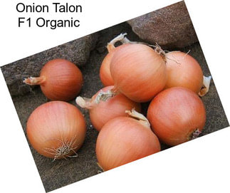 Onion Talon F1 Organic
