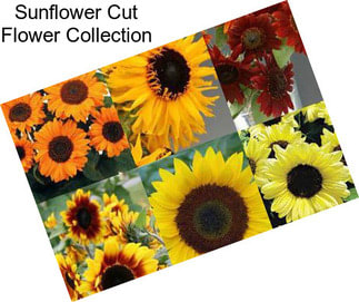 Sunflower Cut Flower Collection