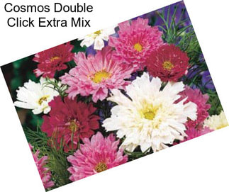 Cosmos Double Click Extra Mix