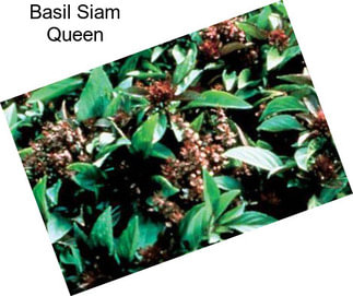 Basil Siam Queen