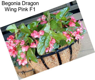 Begonia Dragon Wing Pink F1